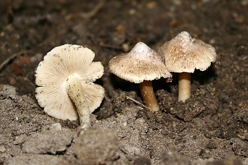 Inocybe maculata